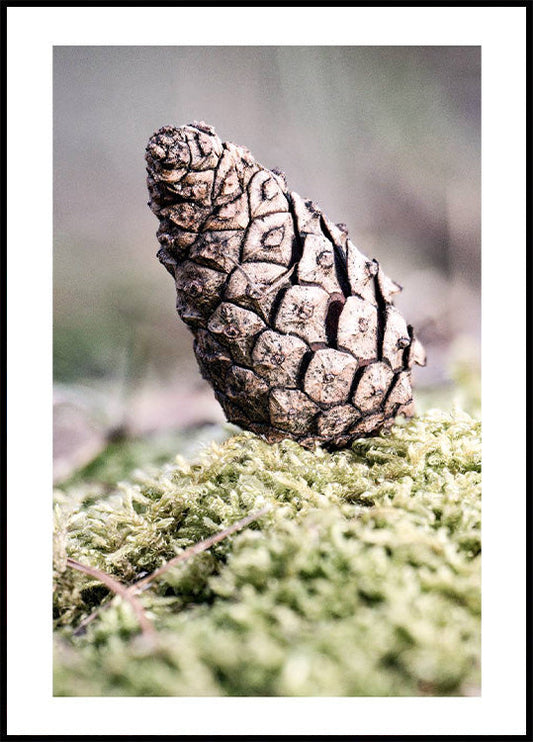 Pinecone Plakat - Posterbox.no