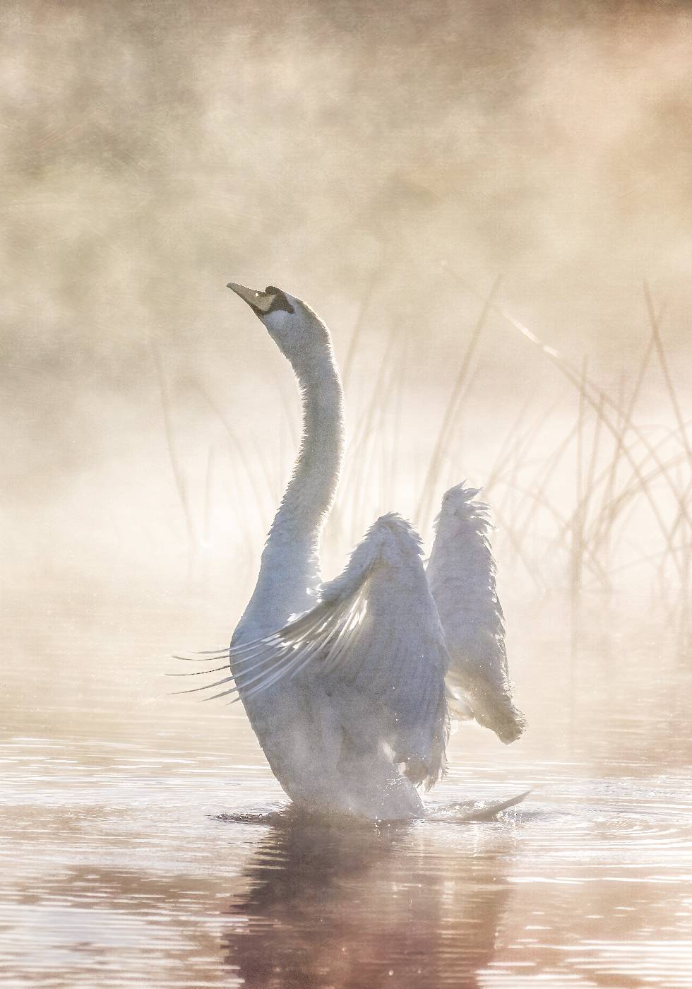 Swan Lake Plakat - Posterbox.no