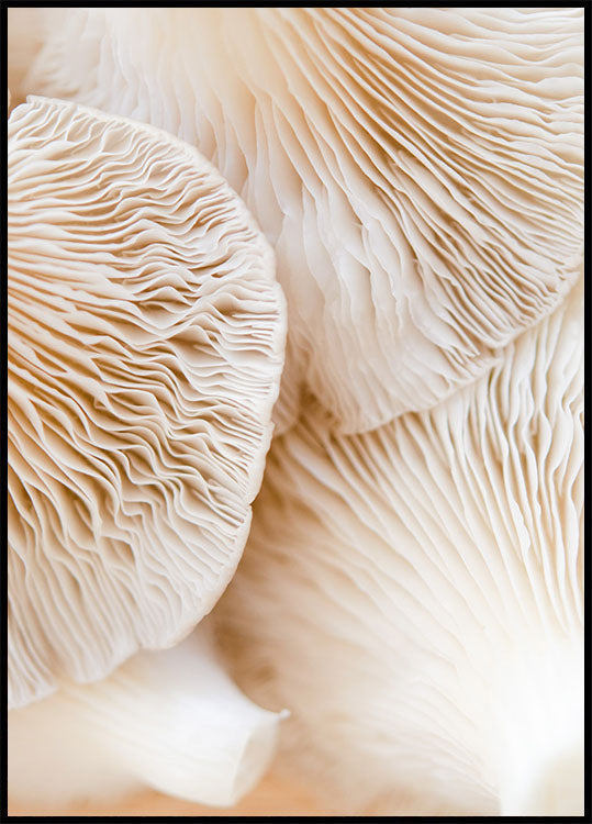 Mushrooms Close Up Plakat - Posterbox.no