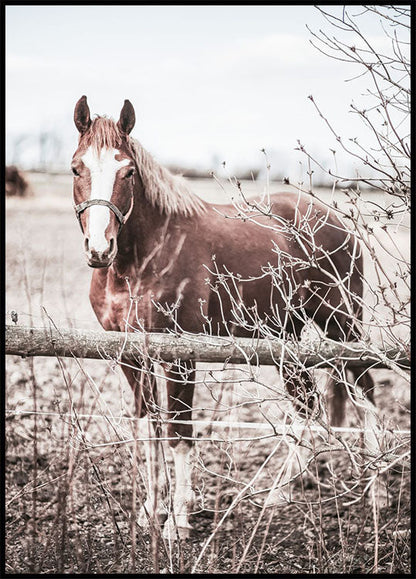 One Brown Horse Plakat - Posterbox.no