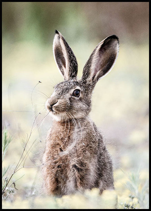 Hare Close Up Bunny Plakat - Posterbox.no