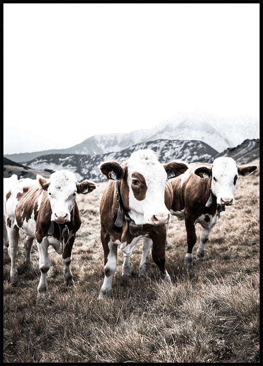 Cattle in Field Plakat - Posterbox.no