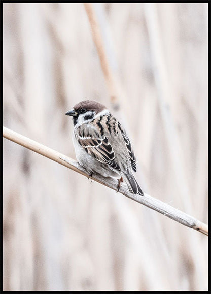 Tree Sparrow Plakat - Posterbox.no