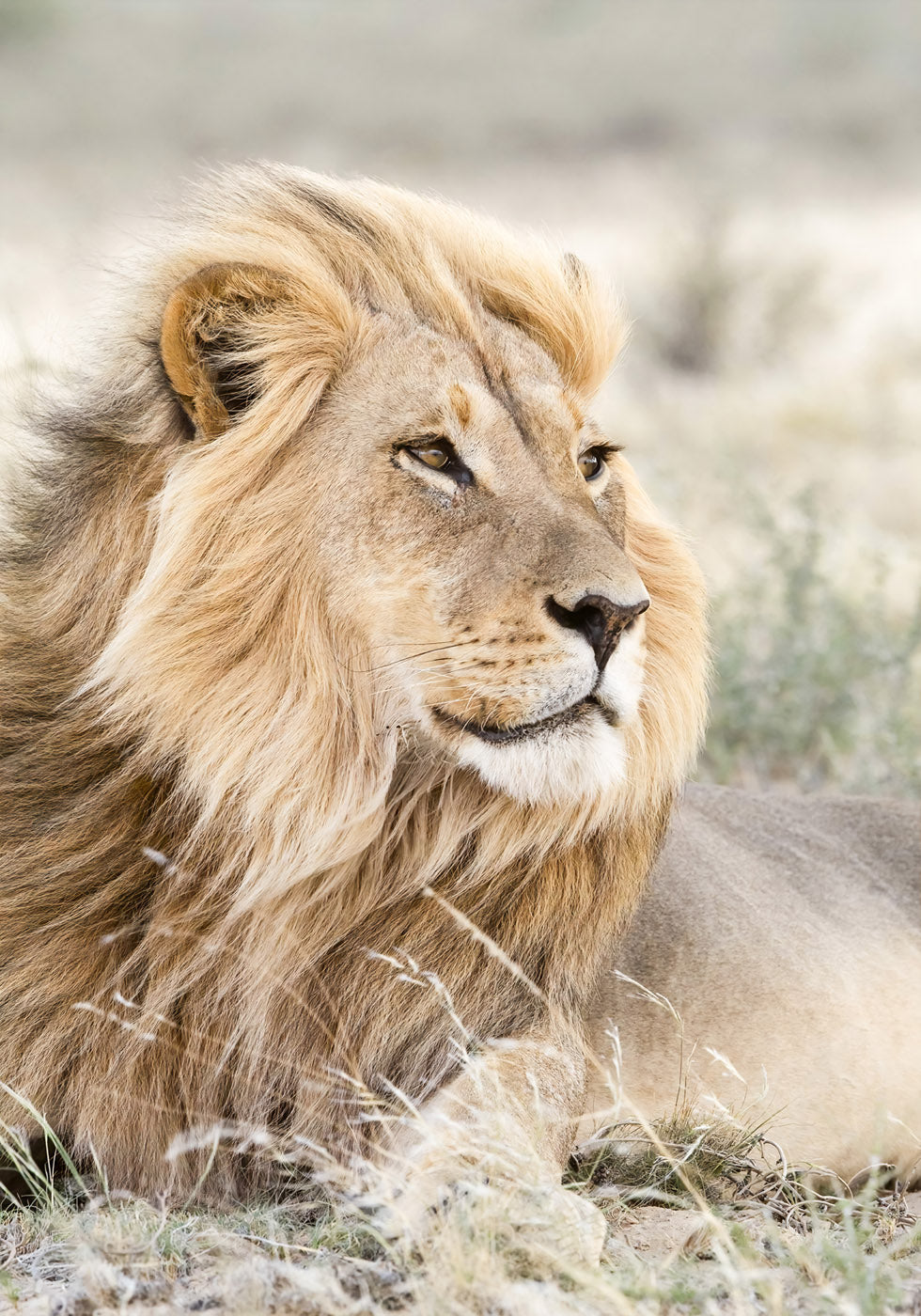 Lion on the Savannah Plakat - Posterbox.no