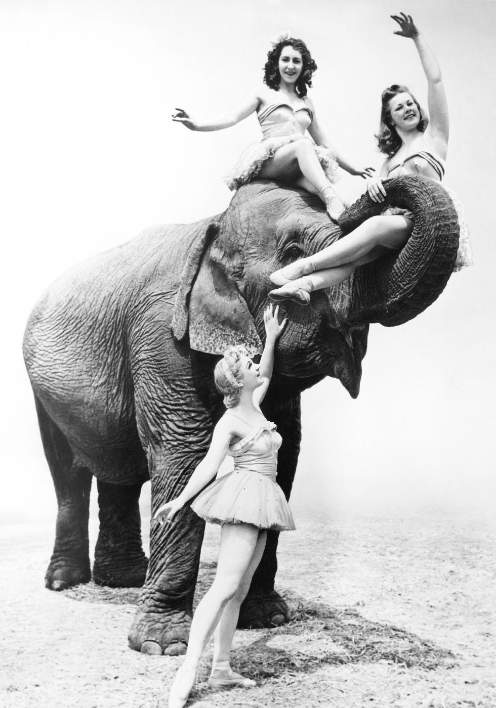 Women Riding Elephant Plakat - Posterbox.no