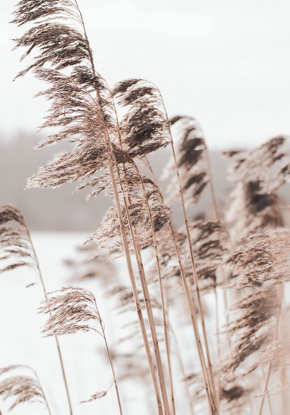 Wild Grass Tall Plakat - Posterbox.no