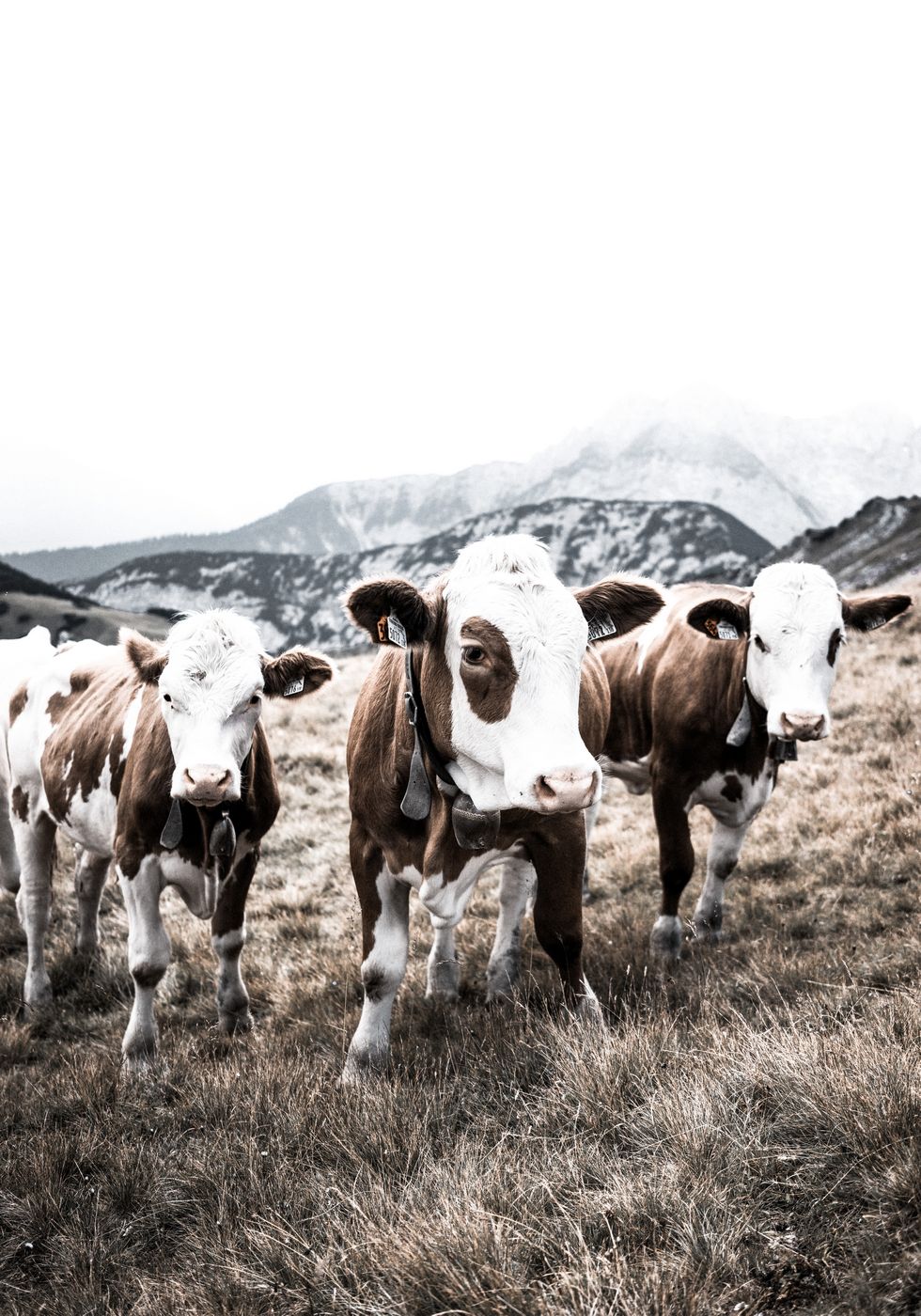 Cattle in Field Plakat - Posterbox.no