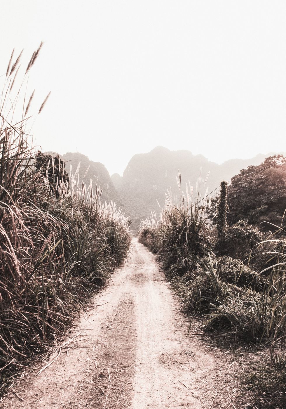 Dirt Road in Grass Fields Plakat - Posterbox.no