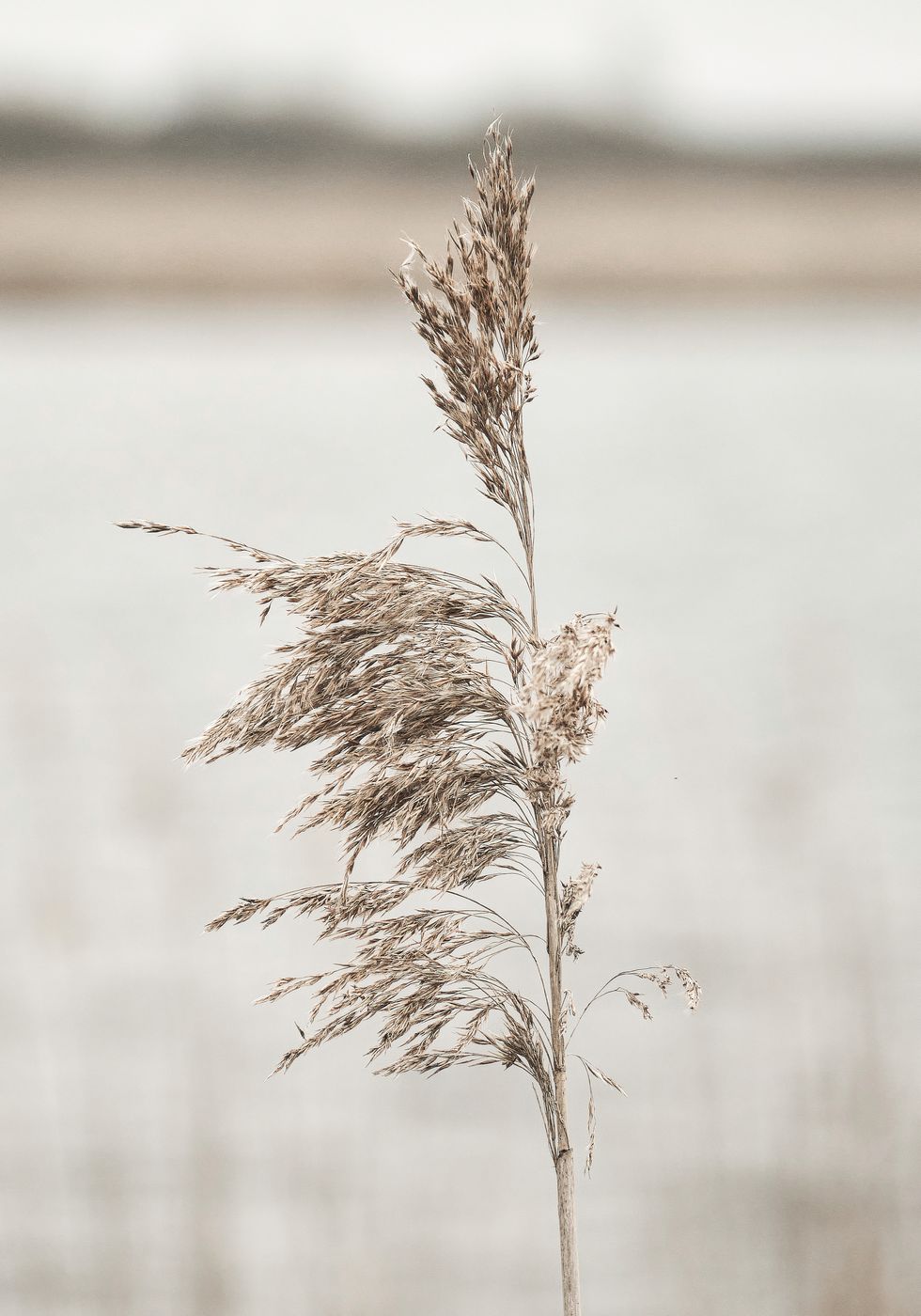 Dried Flower Nature Plakat - Posterbox.no