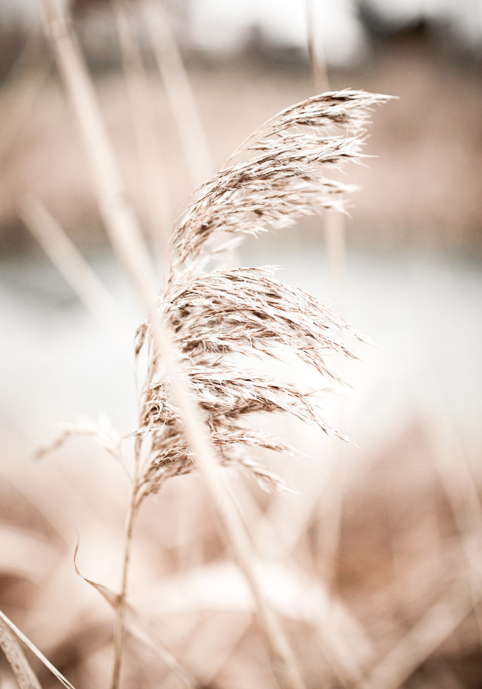 Dry Reeds Plakat - Posterbox.no