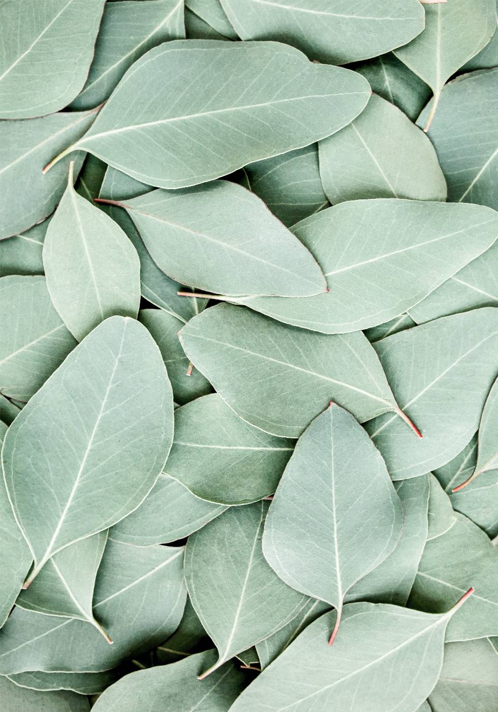 Eucalyptus Leaves Plakat - Posterbox.no