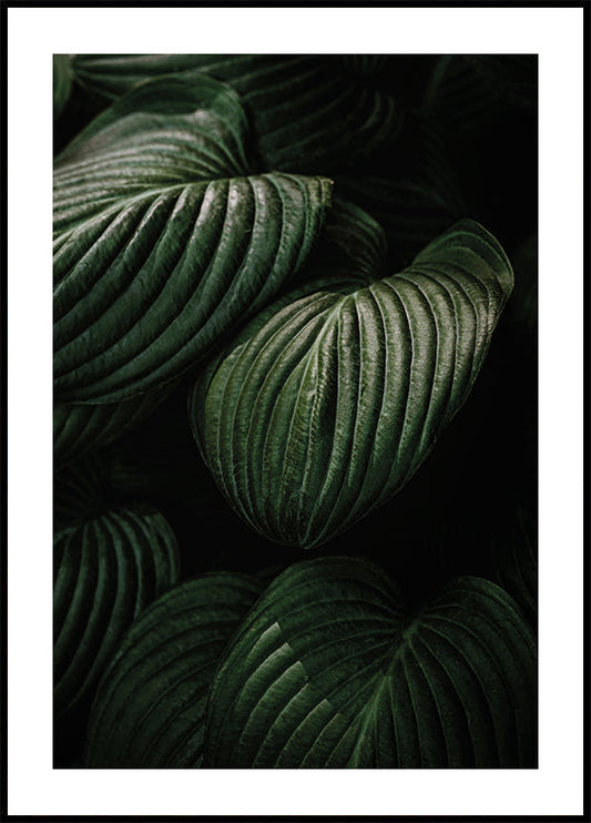 a black and white photo of green leaves