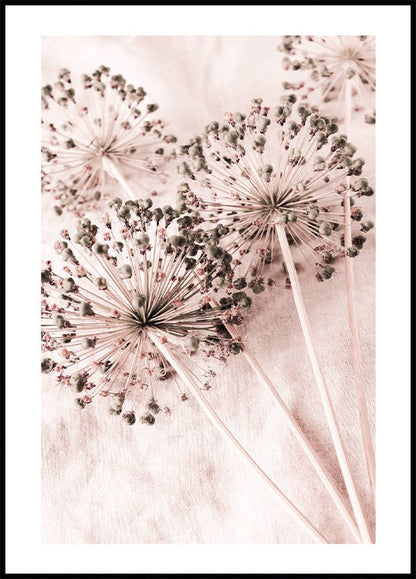 Dry Allium Flowers Plakat - Posterbox.no