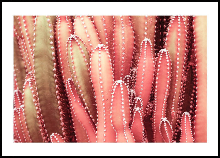 Fairy Red Cactus Plant Plakat - Posterbox.no