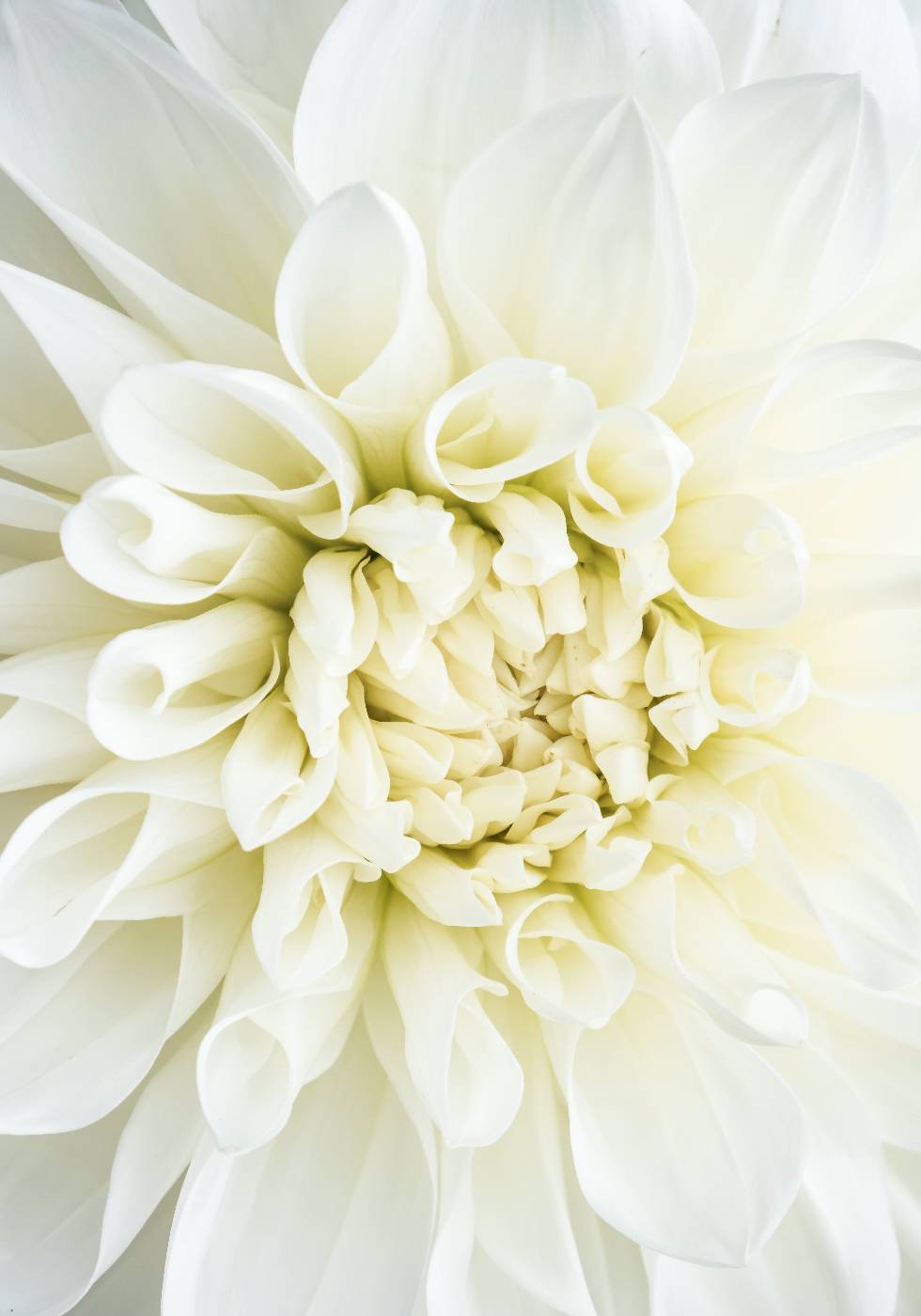 White Dahlia Plakat - Posterbox.no