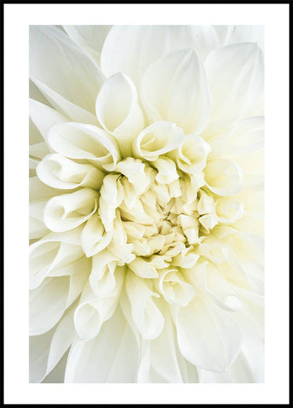 White Dahlia Plakat - Posterbox.no