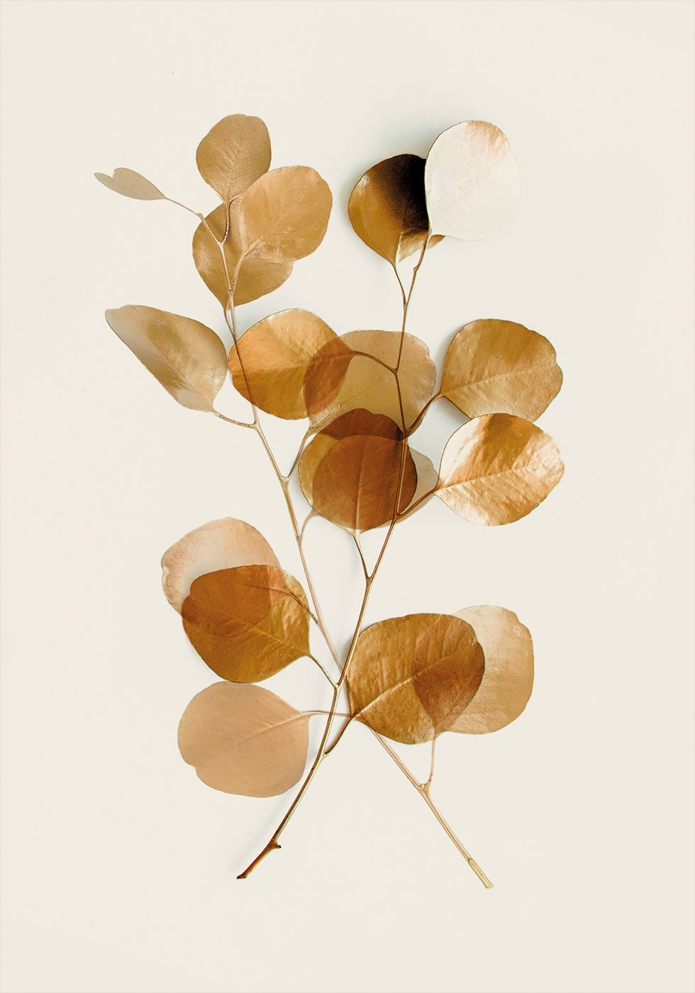 a group of leaves on a white background