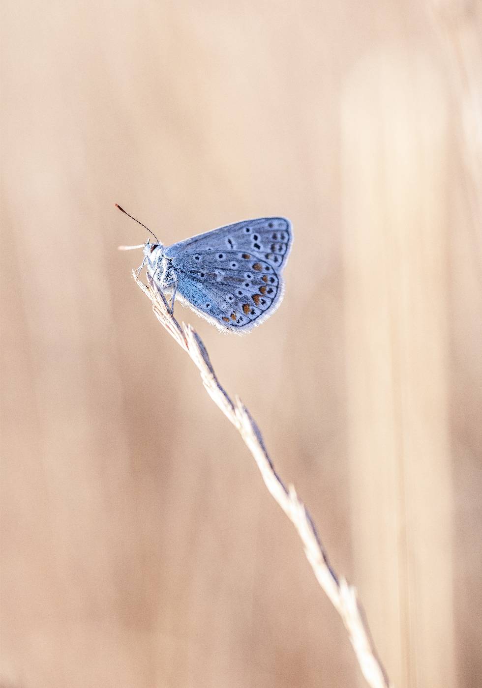 Blue Icarus Butterfly On Leaf Plakat - Posterbox.no