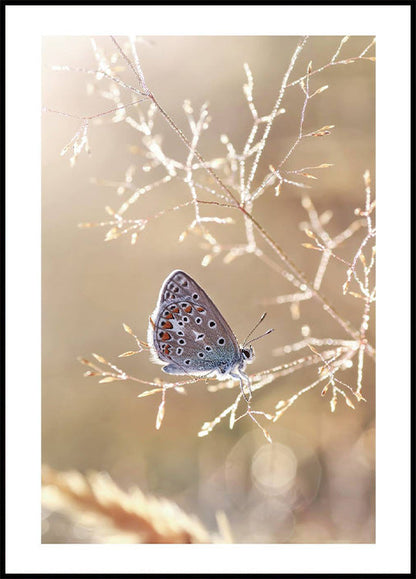 Icarus Butterfly On Sunshine Plakat - Posterbox.no