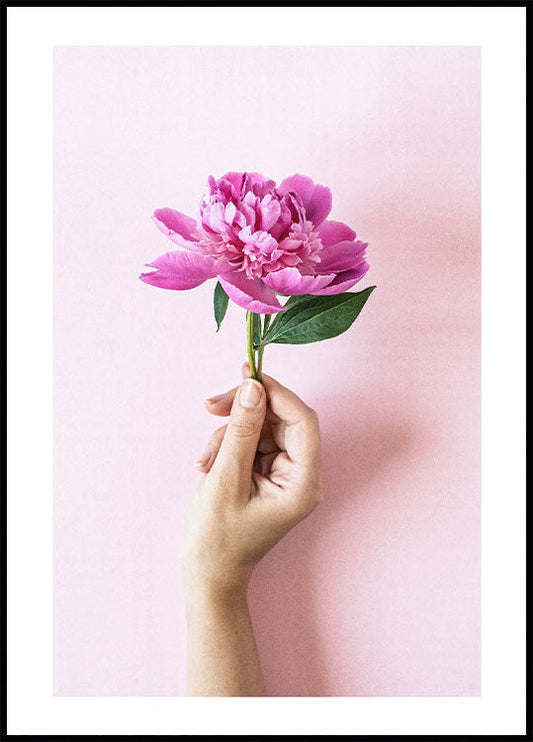 Holding Pink Peony Flower Plakat - Posterbox.no