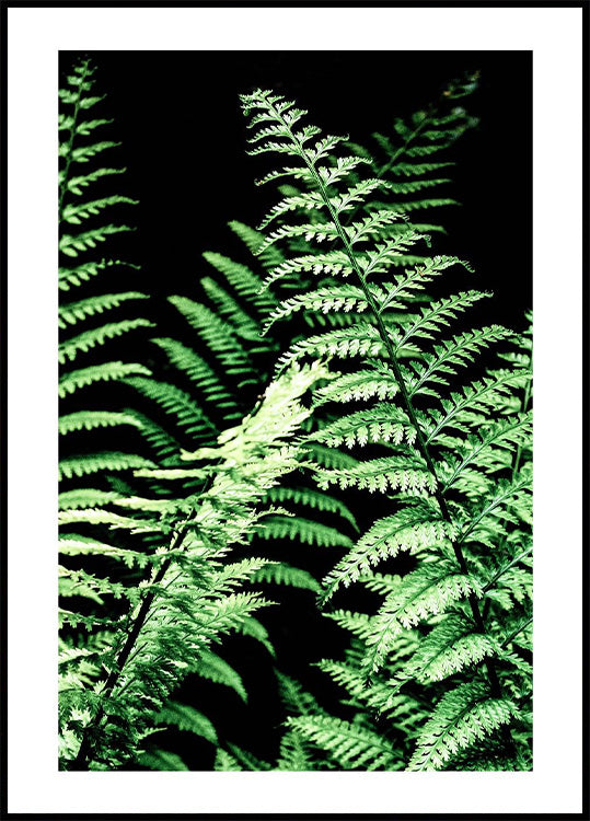 Forest Ferns Plakat - Posterbox.no