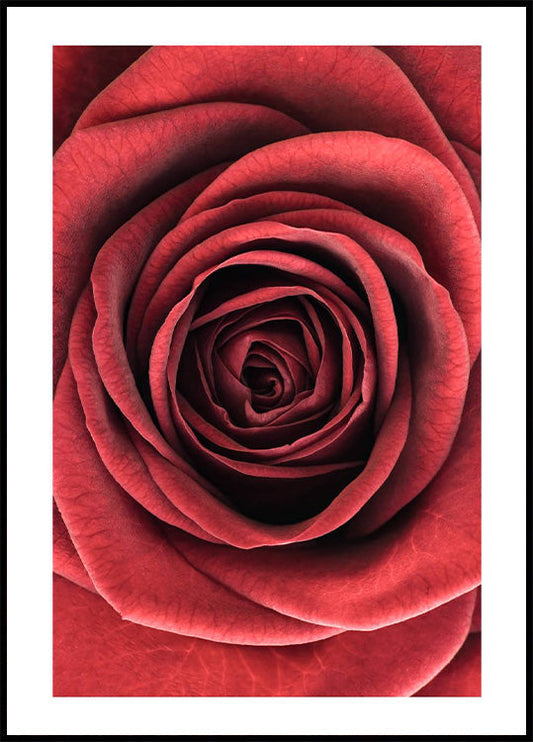 Red Rose Plakat - Posterbox.no