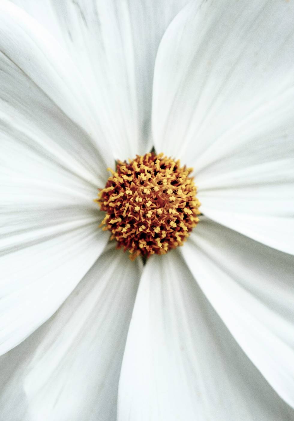 Daisy Close-Up Flower Plakat - Posterbox.no