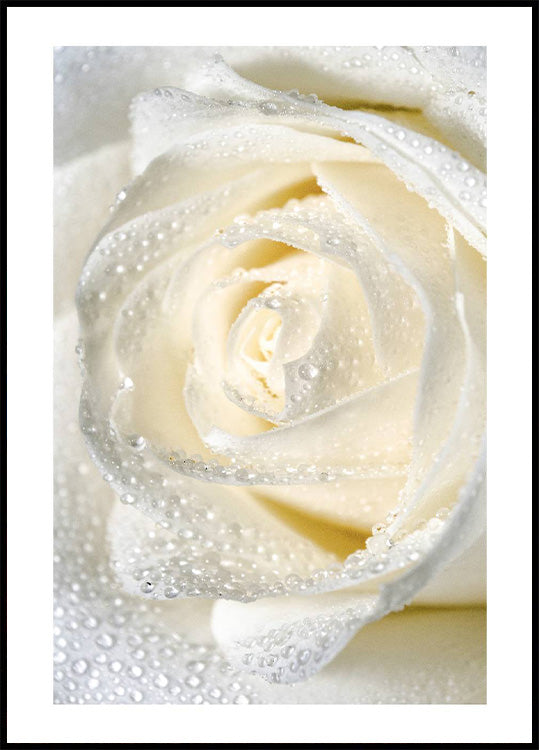 Rose Dew Plakat - Posterbox.no