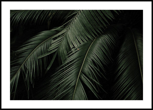 a black and white photo of a palm leaf