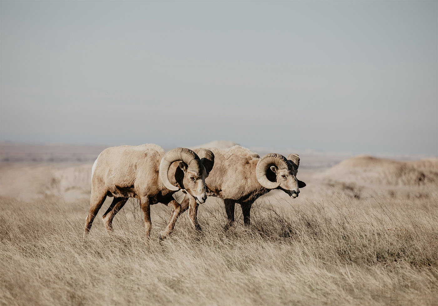 Bighorn Sheep in Nature Poster