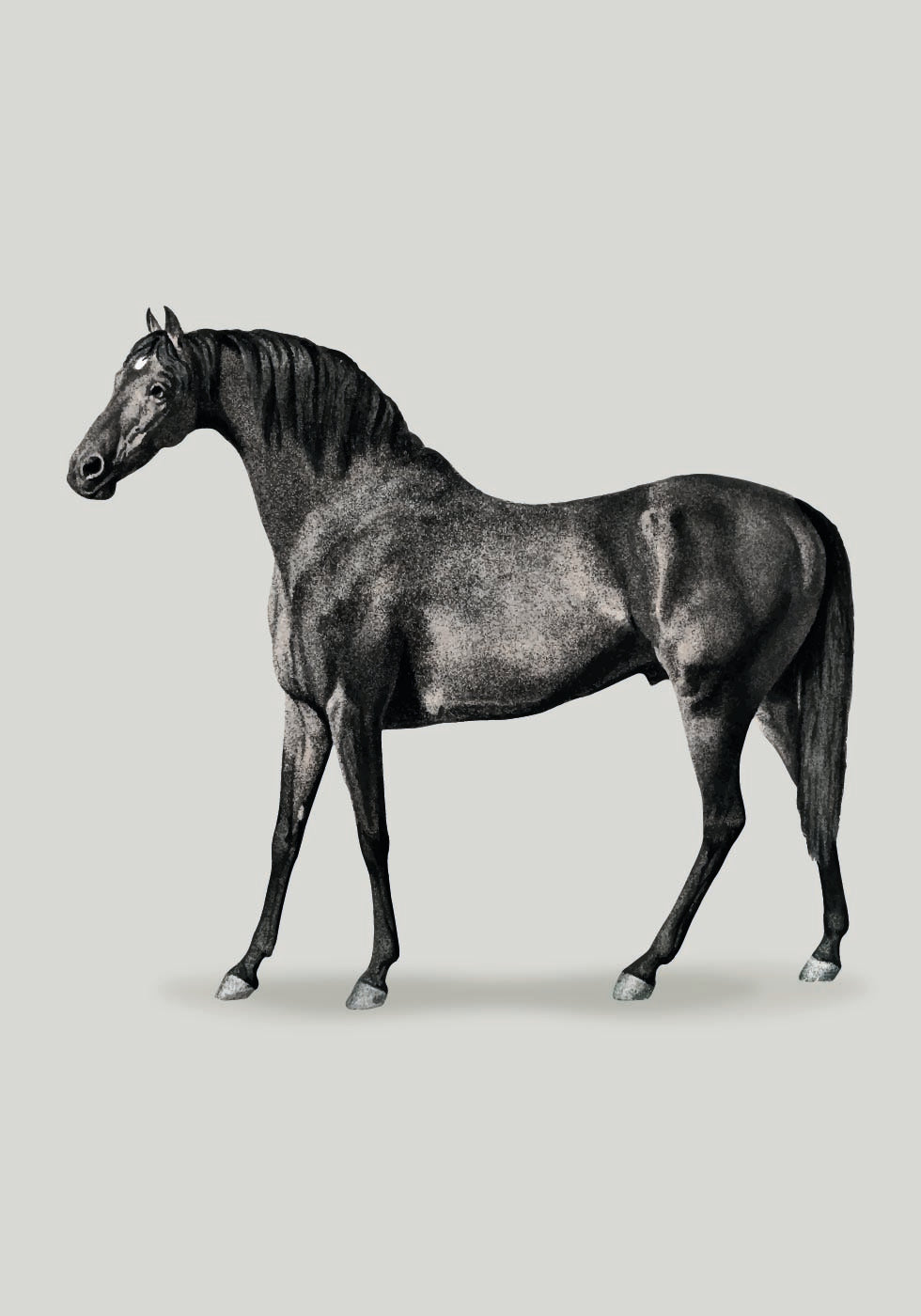 Black Horse Drawing Poster