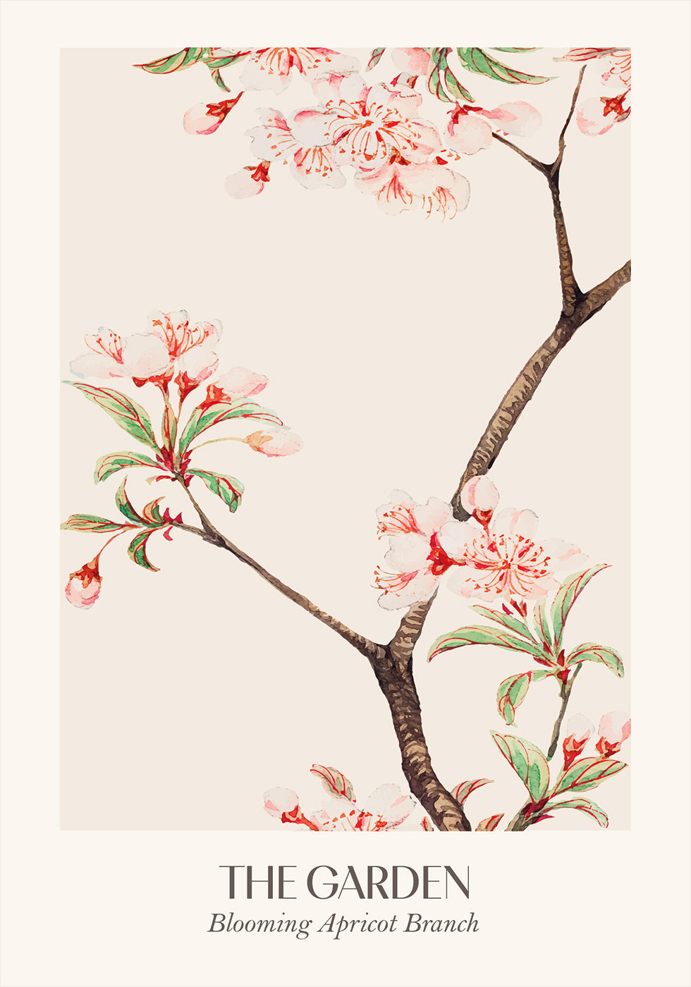 Blooming Apricot Branch Poster