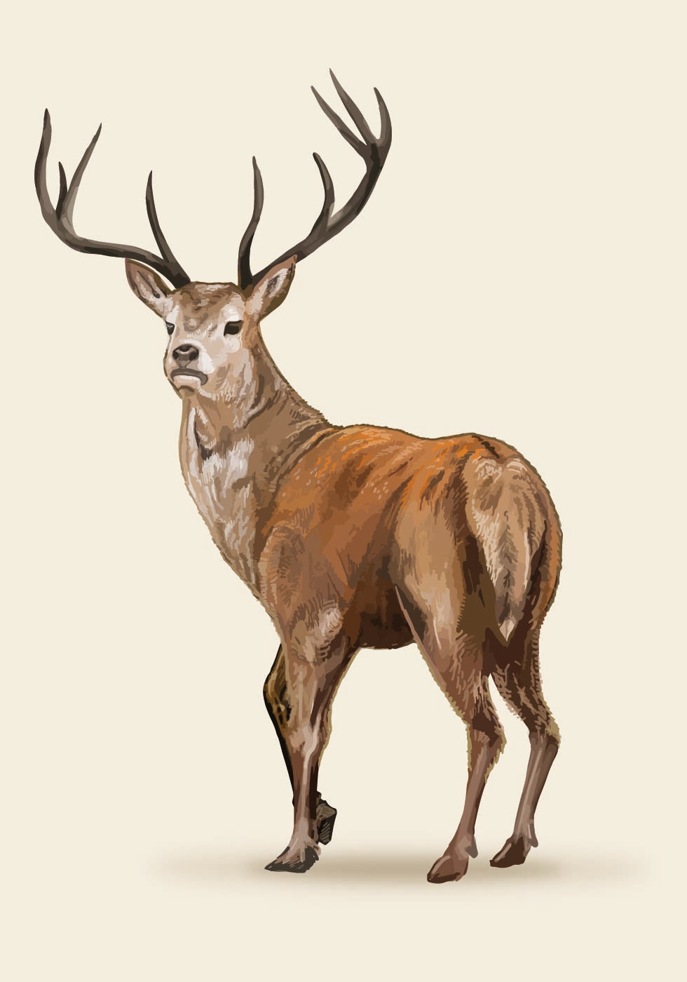 Elegant Brown Deer Poster