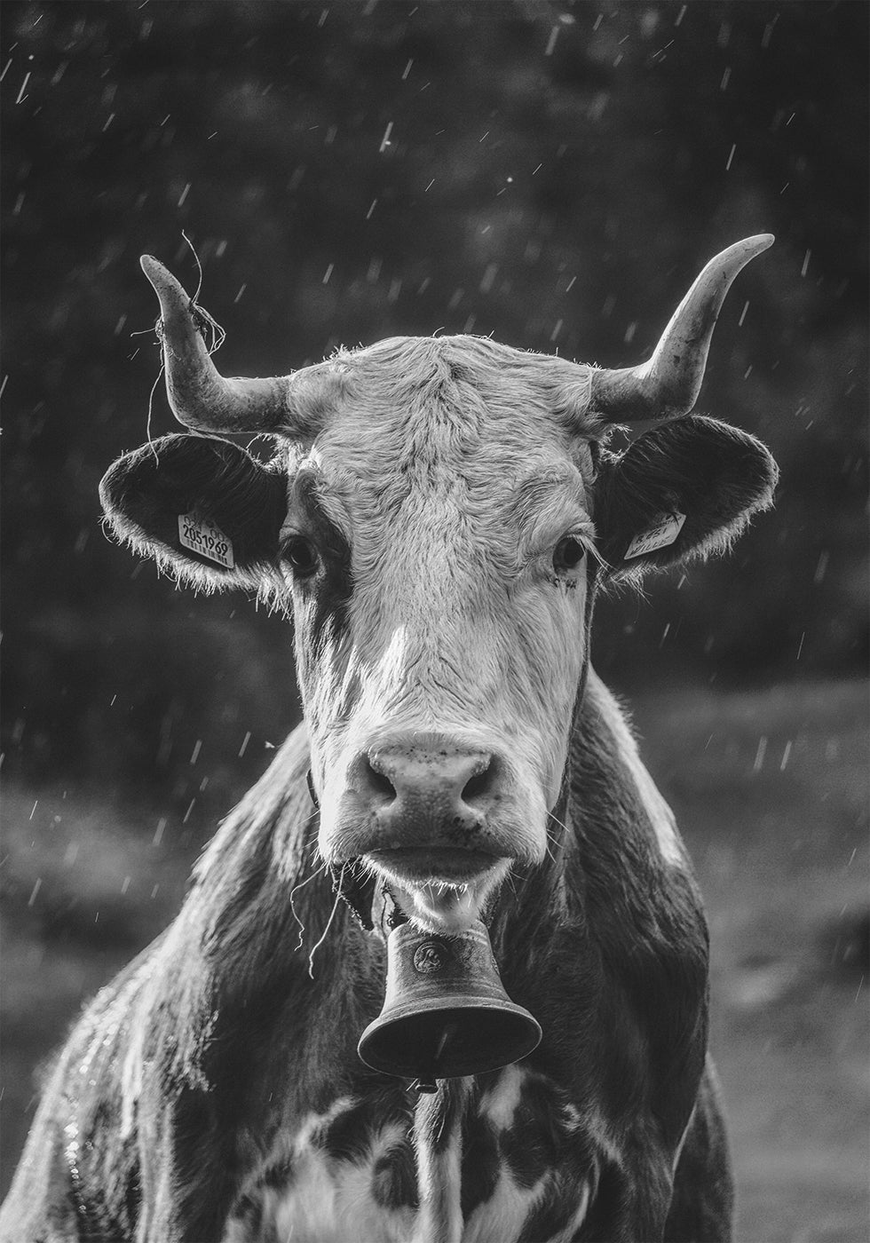 Cow in the Rain Poster