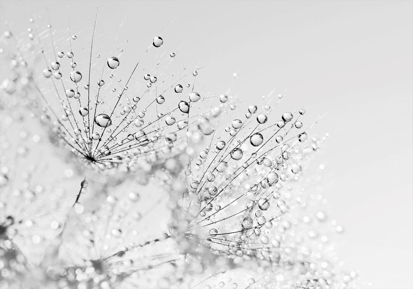 Dandelion Flower with Dew – Macro Perspective Poster