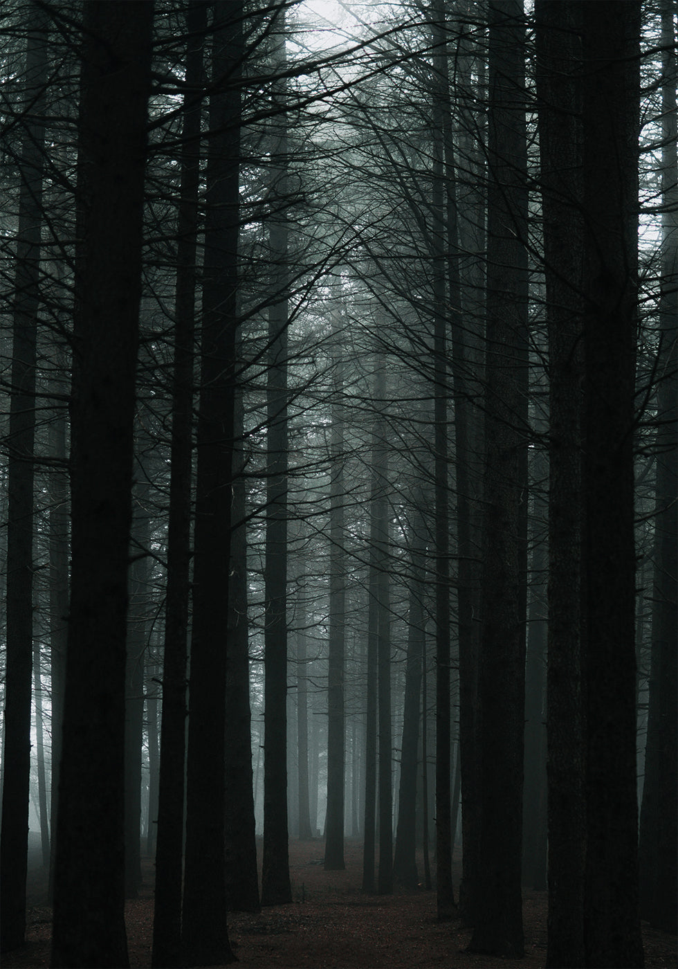 Dark Forest Poster