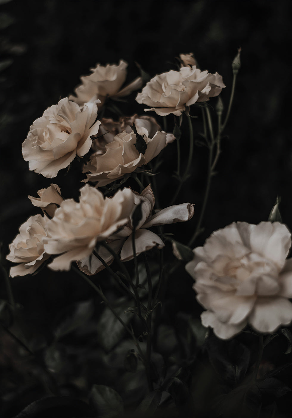 Dark White Roses Poster