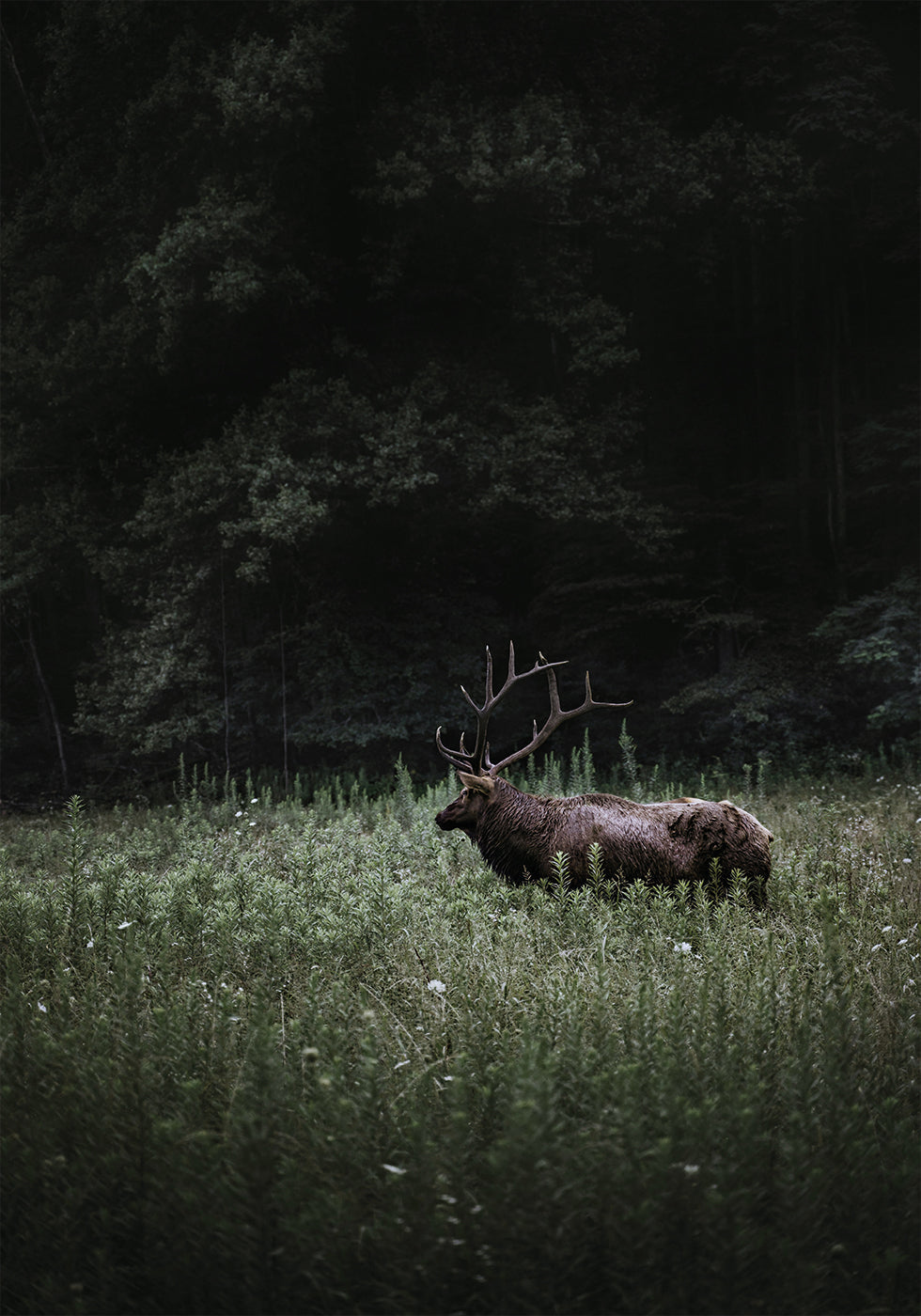 Deer in Nature Poster