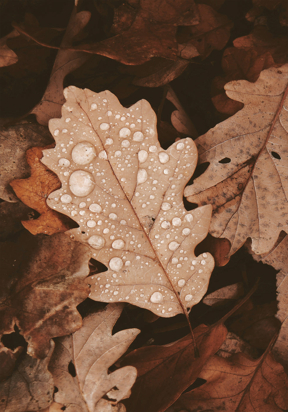 Autumn Leaves with Dew Drops Poster