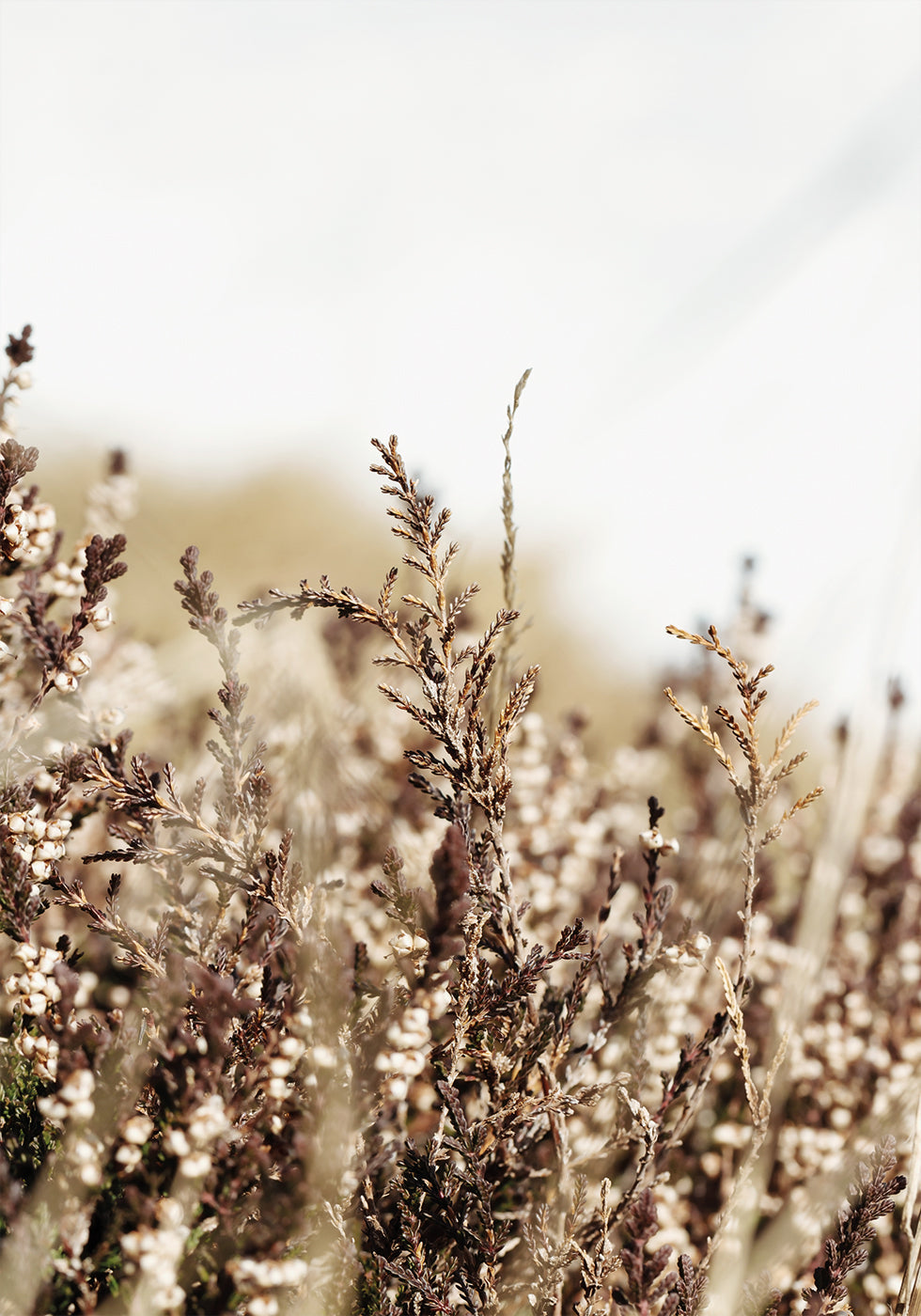 Dry Plant Poster