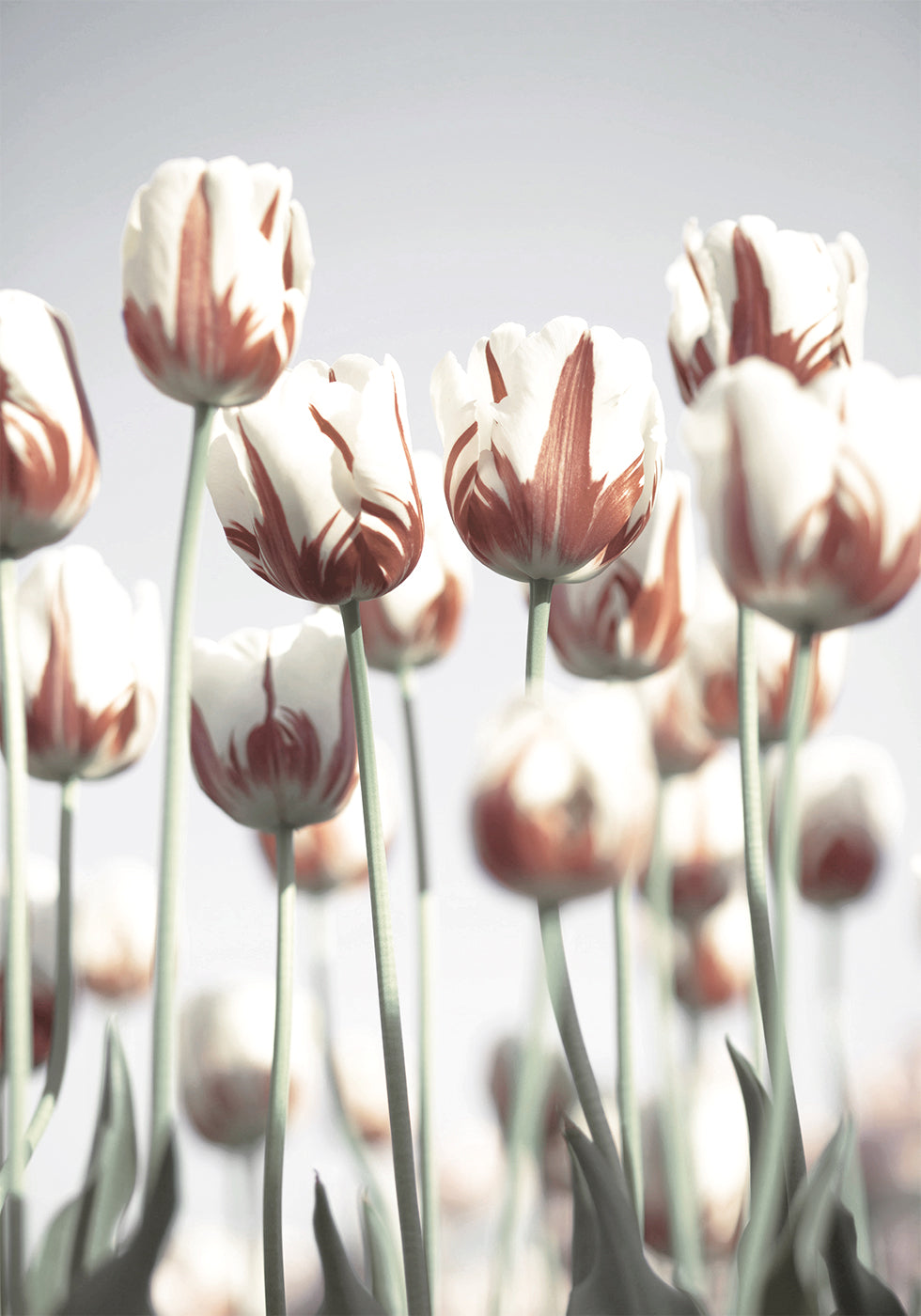 Dutch Tulips Poster