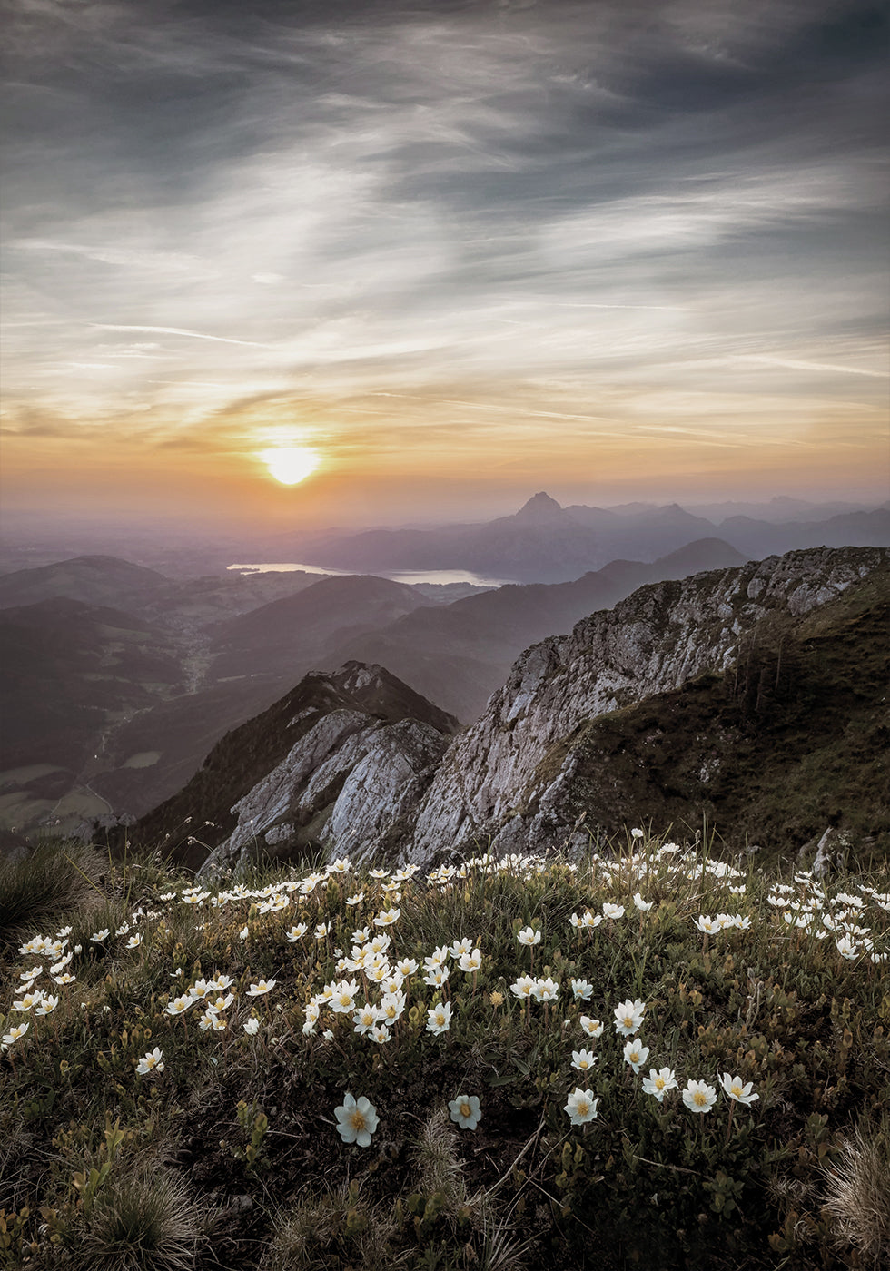 Sunrise Over Mountain Wildflowers Poster