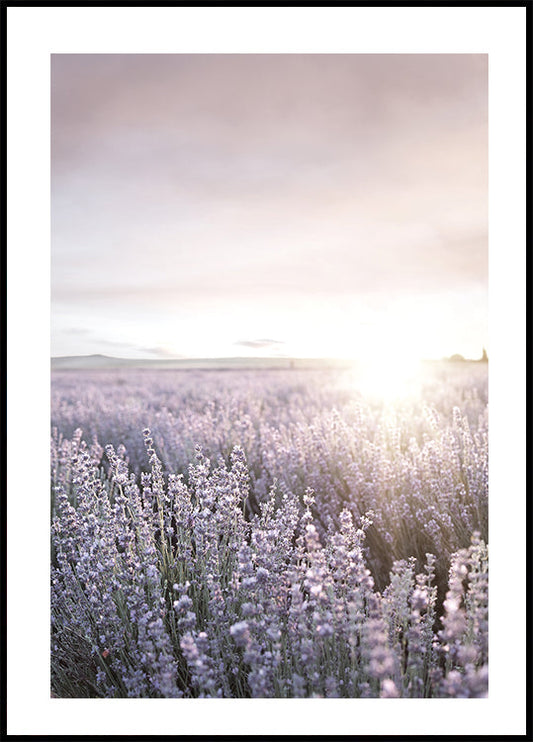 Sunset Over Lavender Fields Poster