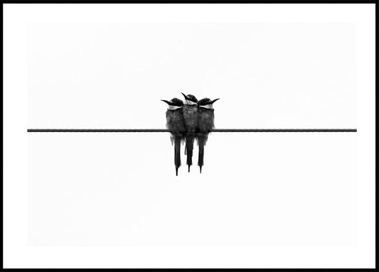 Birds On Wire Poster