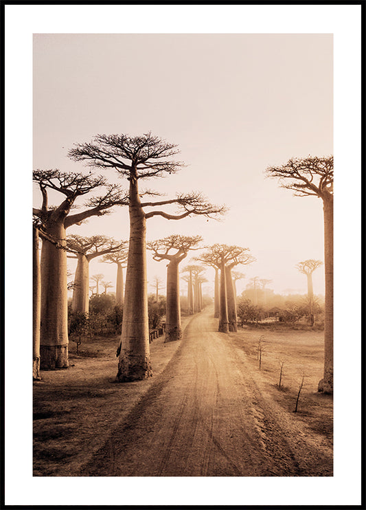 Baobab Trees at Sunset  Poster