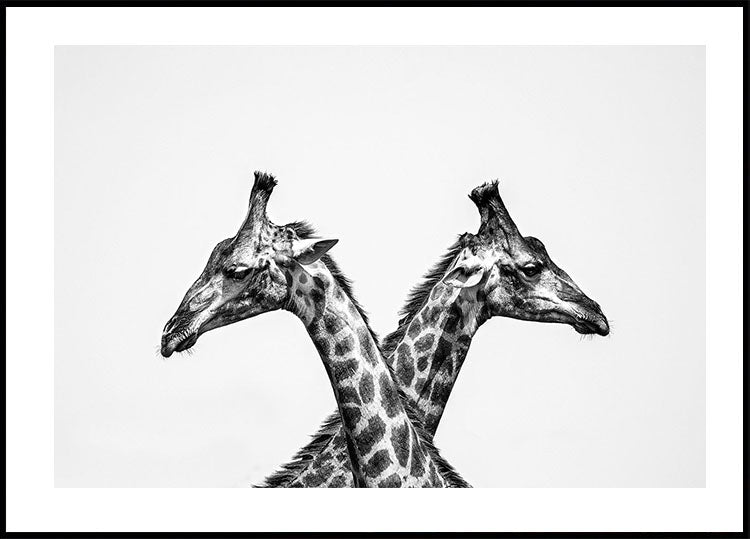 Two Giraffes Poster