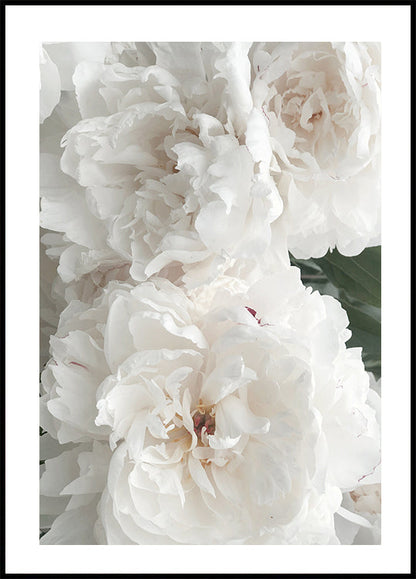 Bouquet Of White Peonies Poster