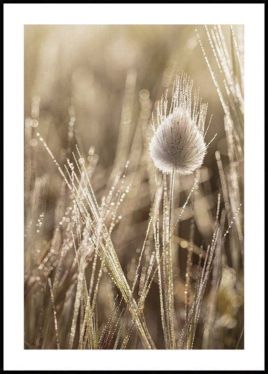 Dew-Covered Lagurus Poster