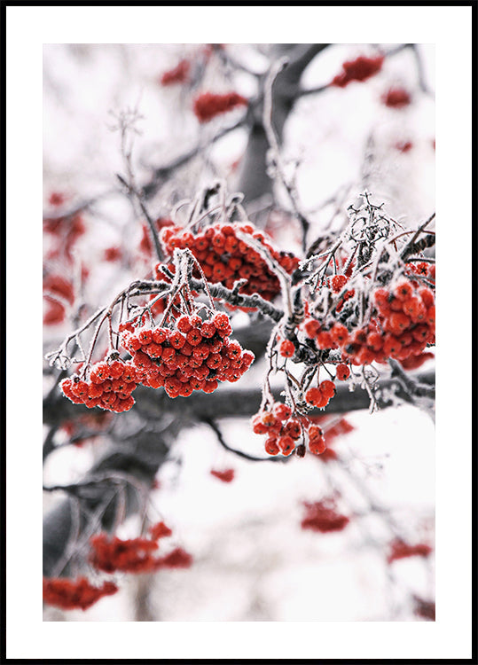 Frosted Red Berries on Winter Branches Poster