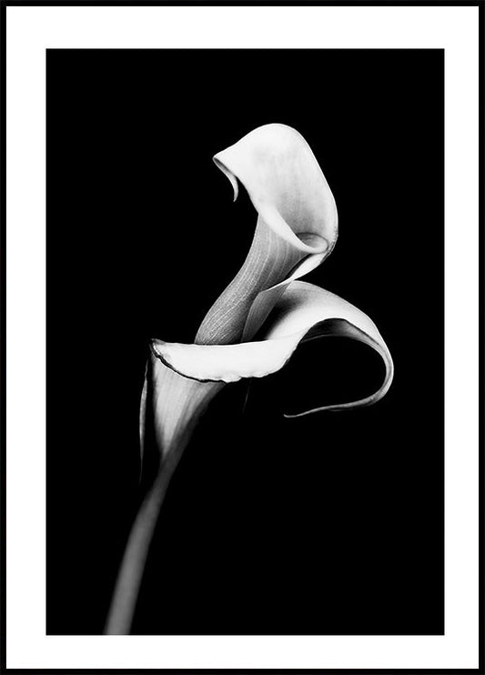 Calla Lily Poster